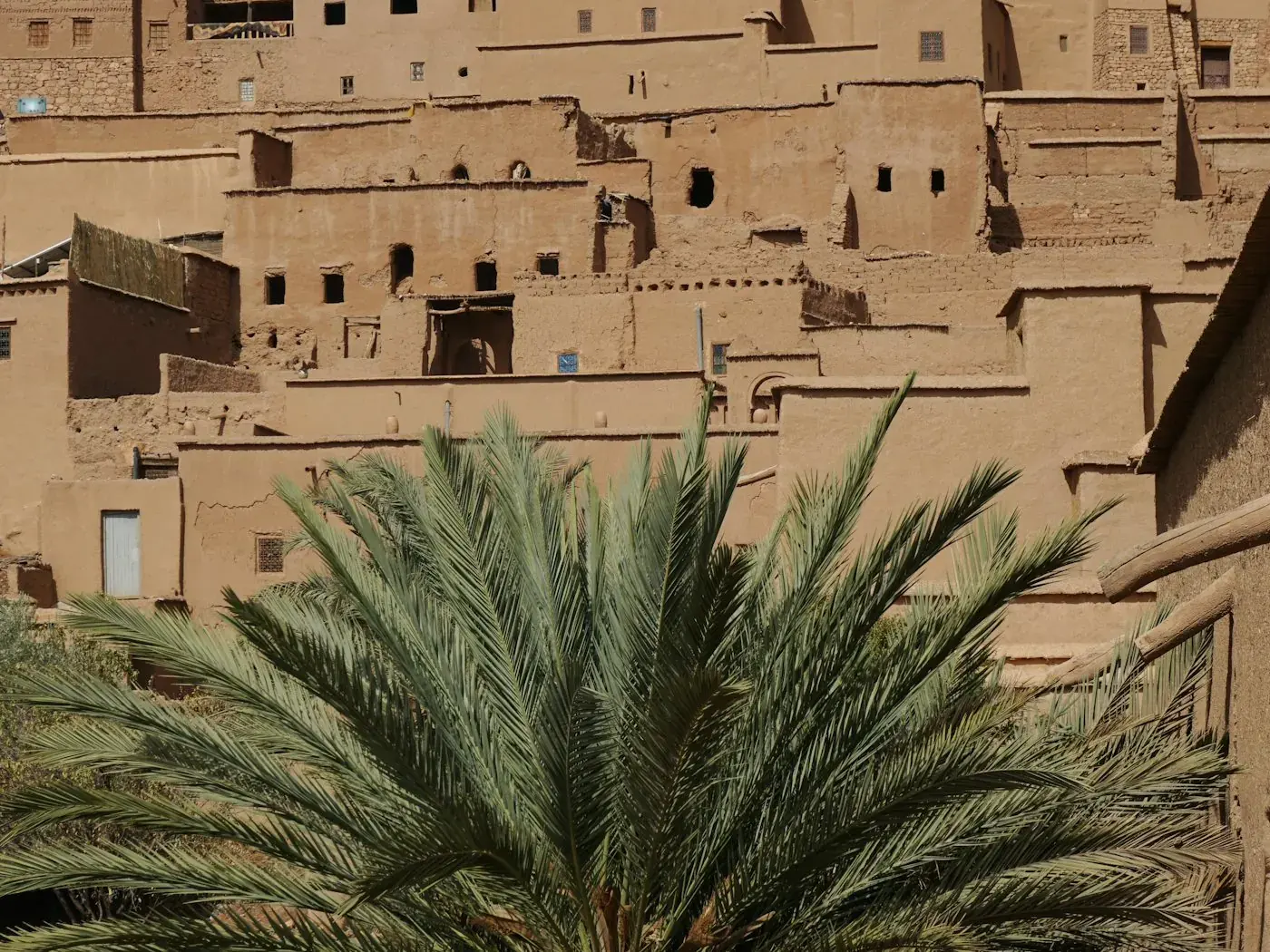 Un palmier devant le village de terre d'Aït Benhaddou.